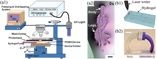 Figure 25. Freeform fabrication of ionic gel robots and devices: (a1) use of a microfluidic device and photo-polymerization using an ultraviolet (UV) light and photo-mask to selectively cure solutions of monomers and ionic liquids to sequentially fabricate miniature ionogels, (a2) a biomimetic aqua-bot fabricated using this technique, (b1) laser-cutting device components out of prefabricated ionogel material, (b2) a walking robot fabricated using this laser cutting technique. Figures (a1) and (a2) adapted with permission from [Citation5]. Figures (b1) and (b2) adapted with permission from [Citation7].