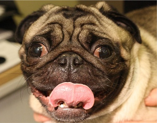 Figure 2 Pug diagnosed with brachycephalic obstructive airway syndrome exhibiting respiratory distress preoperatively.