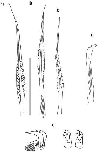 Figure 11. Myxicola cataldoi. (a) 1st setiger thoracic chaeta; (b) 4th setiger thoracic chaeta; (c). 24th abdominal chaeta; (d) 4th setiger thoracic uncinus; (e) 24th abdominal uncini, lateral and front view. Scale bar: 0.05 mm.