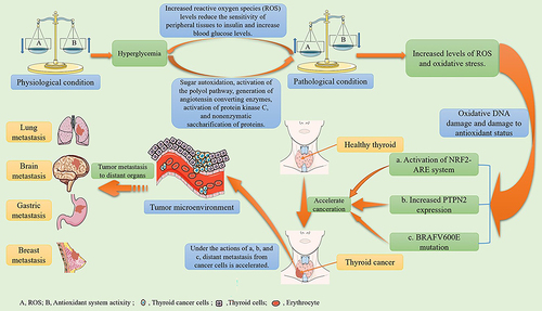 Figure 1 The mechanism of oxidative stress injury in diabetes and thyroid cancer.