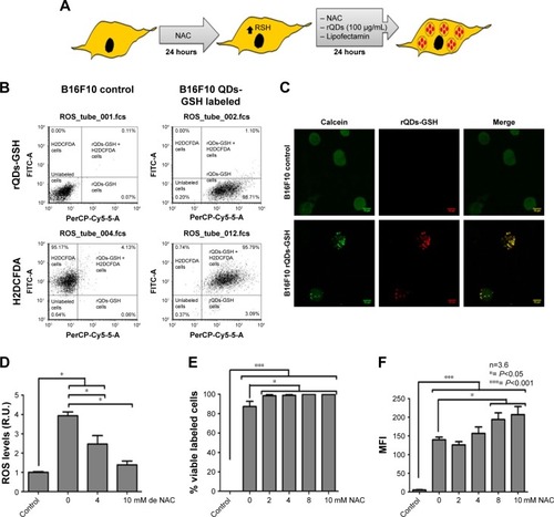 Figure 2 Effects of NAC treatment on ROS levels, viability, and incorporation of rQDs-GSH into B16F10 cells.Notes: (A) Schematic summarizing the labeling assays in the presence of NAC. (B) Dot plot of B16F10 cells labeled with H2DCFDA or rQDs-GSH (100 μg/mL) and B16F10 control cells. Events were gated to show B16F10 H2DCFDA+ or rQDs-GSH+ B16F10 cells. (C) Confocal imaging of viable B16F10 cells (Calcein labeled) with or without rQDs-GSH. (D) ROS levels of B16F10 cells labeled with 100 μg/mL of rQDs-GSH in the presence of 0, 4, or 10 mM NAC during the labeling process. (E) Percentage of viable rQDs-GSH-labeled B16F10 cells in the presence of different NAC concentrations. (F) MFI associated with QDs-GSH fluorescence in viable rQDs-GSH-labeled B16F10 cells in the presence of different NAC concentrations. Results were averaged from 3 to 6 independent experiments (n=3–6). Data were analyzed using the nonparametric Mann–Whitney test. Statistically significant differences compared with the controls and different treatments are indicated.Abbreviations: GSH, glutathione; H2DCFDA, dichlorodihydrofluorescein; hrs, hours; MFI, mean fluorescence intensity; NAC, N-acetylcysteine; QDs, quantum dots; rQDs-GSH, red QDs-GSH.