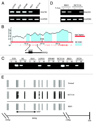 Figure 1. Expression of DACH1 is downregulated by DNA methylation in colorectal cancer cell lines. (A) Expression of DACH1 was analyzed by semi-quantitative RT-PCR in colorectal cancer cell lines (LOVO, HT29, SW480, RKO, and HCT116). (B) CpG islands of the DACH1 gene locus predicted by “MethPrimer” (http://www.urogene.org/cgi-bin/methprimer/methprimer.cgi). CpG sites between -1000 and +1000 bp from the transcription start site (TSS) are presented by vertical bars. Sequence of methylation specific PCR (MSP) and bisulfite sequencing (BSSQ) products is shown. (C) Methylation status of the DACH1 promoter region in colorectal cancer cell lines. Primer efficiency was verified by positive control (in vitro methylated DNA, IVD) and negative control (normal blood lymphocyte DNA, NL). U indicates the presence of unmethylated alleles; M indicates the presence of methylated alleles. (D) Expression of DACH1 was analyzed by semi-quantitative RT-PCR in HCT116 and RKO cell lines in the absence or presence of 2 μmol/L 5-Aza (+) for 96 h. (E) Bisulfite sequencing of DACH1 was performed in HCT116, RKO cell lines, and normal colon mucosa. The region of CpG island studied by MSP is indicated by a double-headed arrow, spanning 130 bp. Filled circles represent methylated CpG sites within the DACH1 CpG island, and open circles denote unmethylated CpG sites. Bisulfite sequencing focused on a 286 bp (-426 bp to -140 bp) CpG island upstream of the DACH1 TST.