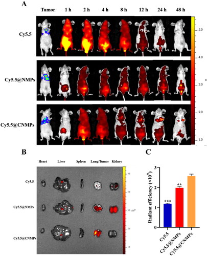 Figure 5. (A) In vivo imaging of the orthotopic tumor-bearing mice at different time points; (B) Ex vivo fluorescence images of major organs and tumor tissues after injection of pure Cy 5.5, Cy5.5@NMPs, and Cy5.5@CNMPs after 48 h; (C) Quantitative histogram of ex vivo fluorescence intensity. (n = 3), **P < 0.01, ***P < 0.0001.