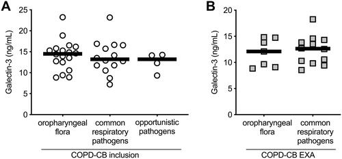 Figure 3 Serum levels of Galectin-3 in relation to bacterial growth in sputum samples. Sputum samples were obtained from patients with chronic obstructive pulmonary disease and chronic bronchitis (COPD-CB) during (A) stable clinical conditions at the time of inclusion (n=36, white dots) and (B) and during exacerbation (EXA; n=19, grey squares) and the data show the level of Galectin-3 in serum in relation to the type of bacterial growth of oropharyngeal flora (inclusion, n=18, EXA n=7), common respiratory pathogens (inclusion, n=14, EXA n=12), and opportunistic pathogens (inclusion, n=4). The data is presented as individual dots and median (bold line). Statistical analysis was performed using (A), a Kruskal–Wallis test followed by Dunn’s multiple comparison test or (B), a Mann–Whitney U test.
