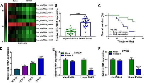 Figure 2 Circ-PI4KA was highly expressed in colon cancer tissues and cells with poor survival rate. (A) GSE126094 microarray dataset was employed to present differently expressed circRNAs in colon cancer tissues. (B and D) QRT-PCR was performed to detect circ-PI4KA expression in colon cancer tissues, normal colon tissues and NCM460, SW620 and SW480 cells. (C) Kaplan–Meier analysis of overall survival in colon cancer patients with low (N=13) or high (N=14) circ-PI4KA expression. (E and F) The stability of circ-PI4KA was determined by RNase R treatment assay. *P<0.05, ***P<0.001 and ****P<0.0001. Circular RNA phosphatidylinositol 4-kinase alpha (circ-PI4KA); quantitative real-time polymerase chain reaction (qRT-PCR).