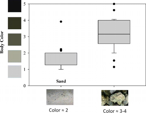Figure 1. Box plots showing the distribution of body color for individual brook trout as they appeared over light sand and darker rock substrates. The mean body color for the individuals over sand was 1.76, which was significantly lighter than when presiding over rocks, with a mean of 3.30. The color intensity scale ranged from the lightest shade (1) to the darkest shade (5) found in the substrate used for experimentation. Middle values were interpolated from the end members using Photoshop (Adobe Systems, Inc.).