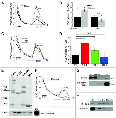 Figure 6. Purified Beclin 1 directly sensitizes the Ins(1,4,5)P3R toward Ins(1,4,5)P3, independently of Bcl-2. (A) Unidirectional 45Ca2+-flux experiments in permeabilized HeLa cells with (gray; Beclin 1) or without (black; Ctrl) the addition of 2.5 µM purified Beclin 1. Mean fractional 45Ca2+ release (%/2 min) as a function of time is shown in the absence or presence of 2.5 µM purified Beclin 1, added for 4 min, starting 2 min prior to the addition of 0.7 (circles) or 30 µM Ins(1,4,5)P3 (triangles). The arrow indicates the addition of Ins(1,4,5)P3. (B) Quantification of the 45Ca2+ release triggered by the indicated concentration of Ins(1,4,5)P3, normalized to control conditions (n = 4). (C) Mean traces of unidirectional 45Ca2+-flux experiments in permeabilized HeLa cells without (black; Ctrl) or with 10 µM purified Beclin 1 domains (N-BH3: red; CCD: green; ECD-C: blue), added for 4 min, starting 2 min prior to the addition of 0.7 µM Ins(1,4,5)P3. The arrow indicates the addition of Ins(1,4,5)P3. (D) Quantification of the 45Ca2+ release triggered by 0.7 µM Ins(1,4,5)P3, normalized to control conditions, after addition of the indicated Beclin 1 domains (n = 4). (E) Representative example of pull-down experiments with GST-fused domains of Ins(1,4,5)P3R1 and purified Beclin 1-F123A. The GST-fusion proteins were visualized using SYPRO Orange, while Beclin 1 was detected using anti-Beclin 1. IN = input. The asterisks indicate the different domains: ligand-binding domain (1–604); suppressor domain (1–225); Ins(1,4,5)P3-binding core (226–604). (F) Representative unidirectional 45Ca2+-flux experiment in permeabilized cells with (gray; Beclin 1-F123A) or without (black; Ctrl) 2.5 µM purified Beclin 1-F123A added for 4 min, starting 2 min prior to the addition of 0.7 µM Ins(1,4,5)P3 (circles). The arrow indicates the addition of Ins(1,4,5)P3. (G) Representative co-immunoprecipitation experiment of Beclin 1-F123A with Ins(1,4,5)P3R1 from lysates of HeLa cells transfected with Beclin 1-F123A and pretreated with (3 h) or without (0 h) HBSS. IgG = negative control; IN = Input. (H) Representative co-immunoprecipitation experiment of Beclin 1 with Bcl-2 from lysates of HeLa cells transfected with Beclin 1 and pretreated with (3 or 5 h) or without (0 h) HBSS. IgG = negative control; IN = Input. *p < 0.05; **p < 0.01; N.S. not significant (paired t-test).