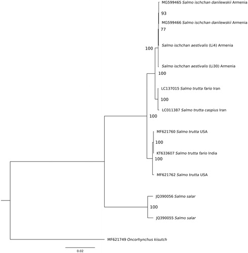 Figure 1. The maximum-likelihood phylogenetic tree for Salmo ischchan aestivalis and other salmonid species.