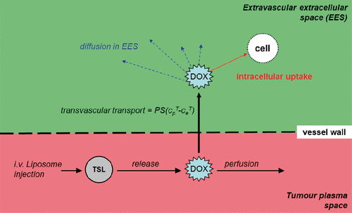 Figure 1. Drug delivery model overview. After TSL are exposed to hyperthermia, drug is released at the target site at a rate depending on local temperature. Released drug can cross the vessel wall into the EES, where drug diffuses and intracellular uptake takes place. Drug not taken up by tissue is removed from the tumour plasma by blood perfusion (Figure reproduced from Gasselhuber et al. Citation[16]).