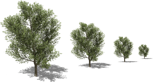 Figure 9. A composition of different vegetal species at different resolutions placed in the scene at different distances. From left to right, the approximations are represented by the 100%, 75%, 50% and 25% of leaves from the original representation.