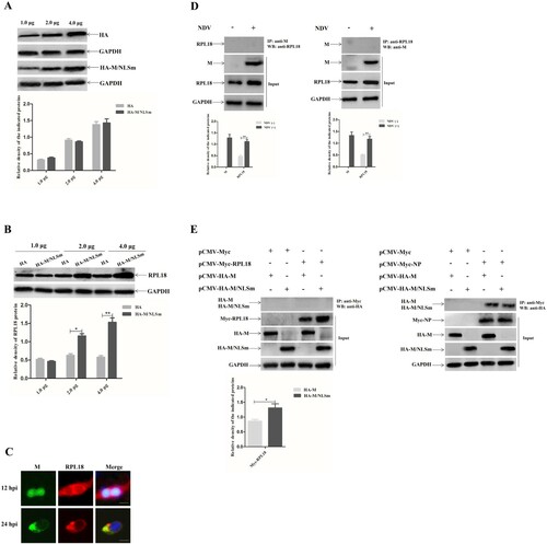 Figure 2. Cytoplasmic NDV M protein increases RPL18 expression in a dose-dependent manner. (A) The expression levels of HA and HA-M/NLSm in cells transfected with different doses of pCMV-HA or pCMV-HA-M/NLSm. BSR-T7/5 cells were transfected with the plasmid pCMV-HA or pCMV-HA-M/NLSm at a dose of 1.0, 2.0 or 4.0 μg. The expression levels of HA and HA-M/NLSm in plasmid-transfected cells were examined at 36 hpt. The relative expression level of the indicated proteins to control GAPDH expression level was determined by densitometry using ImageJ software version 1.8.0. (B) The expression level of RPL18 in cells transfected with different doses (1.0, 2.0 or 4.0 μg) of pCMV-HA or pCMV-HA-M/NLSm. The relative expression level of RPL18 to control GAPDH expression level was determined by densitometry using ImageJ software version 1.8.0. (C) Fluorescence co-localization of M protein and RPL18 in NDV-infected cells. BSR-T7/5 cells were infected with NDV strain SS1 at an MOI of 1. The subcellular localization of M protein and RPL18 was examined by indirect immunofluorescence assay at 12 and 24 hpi, respectively. DAPI was used to detect nuclei. The original magnification was 1 × 200. Scale bars represent 10 μm. Verification of the interaction between M protein and RPL18 in virus-infected cells (D) and plasmid co-transfected cells (E) by Co-IP assay. The cell supernatants in rSS1GFP-infected cells or plasmid co-transfected cells were collected at 24 hpi and 36 hpt, respectively. The co-immunoprecipitation assay was carried out to detect the interaction between M protein and RPL18 using the corresponding antibodies. The interaction between M protein and NP protein verified by Co-IP assay was used as a positive control. The relative expression level of M protein and RPL18 to control GAPDH expression level was determined by densitometry using ImageJ software version 1.8.0.