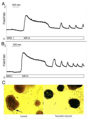 Figure 2. Calcium responses in ROSALacZ:MIP1-CreERT islets. Representative traces show changes in Fura 2 fluorescence, which reflects changes in intracellular calcium in isolated mouse islets: (A) ROSA-LacZ:MIP1-CreERT[oil] males; (B) ROSA-LacZ:MIP1-CreERT[Tmx] males. Period of Ca2+ oscillation in islets was 6.7 ± 1.8 min for [Tmx]-injected and 5.9 ± 1.6 min for [oil]-injected; n = 20 islets in each group; differences in Ca2+ oscillations were not statistically significant P = 0.67). (C) - islets from (A and B) stained for β-galactosidase activity (blue color) to show minimal leakiness of Cre activity in control (ARROW) compared with Tmx-treated mice.