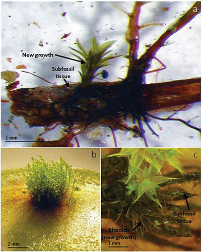 Figure 5. Diaspore generation on subfossil Polytrichum leaves in additional growth assays on Phytagel growth media. (a) Ceratodon purpureus growing on the base of a detached Polytrichum piliferum leaf (GRIP 2015 BLM GR-SBG-6-2, <1 m from ice margin), (b) dense population of Pohlia nutans with extensive rhizoidal mats developed on Polytrichum sp. leaves (GRIP 2015 CLF GR-SBG-17, <10 cm from ice margin), and (c) Ptychostomum pallescens with rhizoid development on Polytrichum sp. leaves (GRIP 2015 CLF GR-SBG-20, >1–10 m from ice margin).