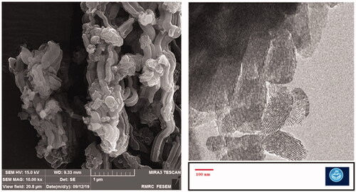 Figure 3. SEM and TEM images for the prepared meropenem-loaded MSNs.