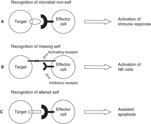 Figure 1. Three recognition strategies used by the innate immune defense. A: Recognition of microbial non-self induces immune response. B: Natural killer cells interact with target cells through activating and inhibitory receptors. When both types of receptors are engaged, the inhibitory receptors are dominant and the natural killer cell is not activated. However, if self marker molecules are missing, the natural killer cell is released from its state of inhibition. C: Expression of markers of altered self flags the cell for destruction.