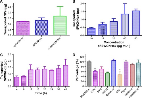 Figure 7 (A) The quantity of transported agSWCNHs, SWCNHox and F-B-SWCNHox across MDCK cell monolayer at a concentration of 20 μg mL−1; (B) The quantity of transported SWCNHox across MDCK cell monolayer with various concentrations; (C) The quantity of SWCNHox transported across MDCK cell monolayer at different time points; (D) Transported SWCNHox across MDCK cell monolayer after incubation with inhibibors for 2 h, all data were compared to the control group treated with SWCNHox alone. Statistical significance was analysed using ANOVA. *P<0.05, **P<0.01. At each time point in A–D, medium in the basolateral chamber was collected and measured with multifunctional microplate reader-optical density method.Abbreviations: SWCNH, single-wall carbon nanohorn; F-B-SWCNHox, FITC-BSA conjugated SWCNHox; MDCK, Madin-Darby canine kidney; EIPA, 5-(N-ethyl-N-isopropyl)-amiloride; NYS, nystatin; MβCD, methyl β-cyclodextrin; CPZ, chlorpromazine.