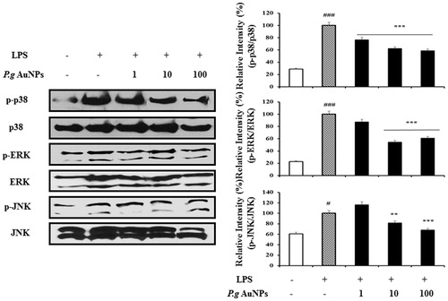 Figure 6. Effect of ginsenoside P.g AuNPs on LPS-induced phosphorylation of MAPKs in RAW 264.7 cells. Phosphorylation of mitogen-activated protein kinases was determined by Western blotting using a specific antibody against phosphorylated protein. *P < .05, **P < .01, and ***P < .001 versus LPS-treated cells.