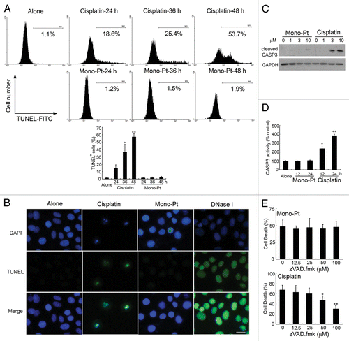 Figure 3. Mono-Pt but not cisplatin induces a nonapoptotic cell death in human ovarian carcinoma Caov-3 cells. (A) Caov-3 cells were treated with 10 μM Mono-Pt or 50 μM cisplatin for indicated time, then stained with TUNEL-FITC and subjected to flow cytometric assay. Data represent mean ± SEM of three different experiments. *p < 0.05, **p < 0.01, as compared with untreated group. (B) Caov-3 cells were treated with 10 μM Mono-Pt or 50 μM cisplatin for 36 h, then stained with DAPI and TUNEL-FITC, and subjected to immunofluorescence imaging. Cells treated with DNase I (1 μg/ml) were used as positive control. The results shown are one of three different experiments. Scale bar: 10 μm. (C) Expression of cleaved CASP3 in Caov-3 cells. Cells were treated with Mono-Pt or cisplatin for 24 h, and then subjected to western blotting. The results shown are representative of three different experiments. (D) CASP3 activity in Caov-3 cells. Cells were treated with 10 μM Mono-Pt or 50 μM cisplatin for indicated time, and then subjected to CASP3 activity analysis. Data represent mean ± SEM of three different experiments. *p < 0.05, **p < 0.01, as compared with untreated group. (E) Mono-Pt-induced cell death was caspase-independent. Caov-3 cells were pretreated with different concentrations of zVAD.fmk for 6 h, and then incubated with 10 μM Mono-Pt or 50 μM cisplatin for 48 h. Cell death was assessed by trypan blue dye exclusion assay. Data represent mean ± SEM of three different experiments. *p < 0.05, **p < 0.01, as compared with the zVAD.fmk-untreated group.