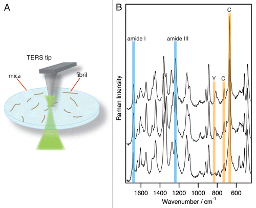 Figure 2 (A) Sketch of a back reflection TERS setup, (B) TERS spectra of a fibril formed by CGNNQQNY peptide from Sup35 yeast prion protein on adjacent points separated by 7 nm.