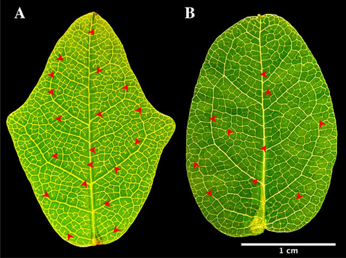 Figure 1. Leaf shapes in Boquila trifoliolata. (a) Non-mimic leaf, with three lobes, dense vascular network. (b) Mimic leaf, with a single lobe in the apex, less dense vascular network. Red asterisks shows examples of free-ending veinlets.