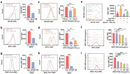 Figure 4. M2-exo and ApoE overexpression hinders MHC class I expression of tumor cells. (A, B) Representative flow cytometric analysis and quantification of mean fluorescence intensity (MFI) of MHC class I complex H2Kb on MC38 cells (A) or H2Kk on MFC cells (B) with overexpressed ApoE or control. (C, D) Representative flow cytometric analysis and quantification of MFI of MHC class I complex H2Kb on MC38 cells (C) or H2Kk on MFC cells (D) co-cultured with M2-exo derived from WT mouse or Apoe−/− mouse. (E) Representative flow historiography and the quantified MFI of H2Kb on MC38 tumor cells in MC38-bearing mice with indicated treatment respectively. (F) Representative flow historiography and the quantified MFI of H2Kk on MFC cells co-cultured with M2-exo at incremental doses. (G, H) Representative flow cytometric analysis (G) and quantification (H) of MFI of HLA-ABC on human gastric cancer cell MGC-803 or BGC-823 with overexpressed ApoE or control. (I) the representative flow historiography and the quantified MFI of HLA-ABC on BGC-823 co-cultured with M2-exo at incremental doses. All data above are shown from three independent experiments. Error bars, SD. Two-sided Student’s t-test (A, B, G). One-way ANOVA with Tukey’s multiple comparison posttest (C– F, H, I).