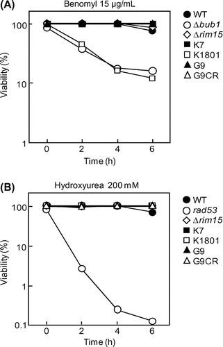 Fig. 2. Checkpoint integrity of the yeast strains.Notes: (A, B) Cell viability of the indicated yeast strains in YPD liquid medium containing 15 μg/mL benomyl (A) or 200 mM HU (B) at the indicated times (h).