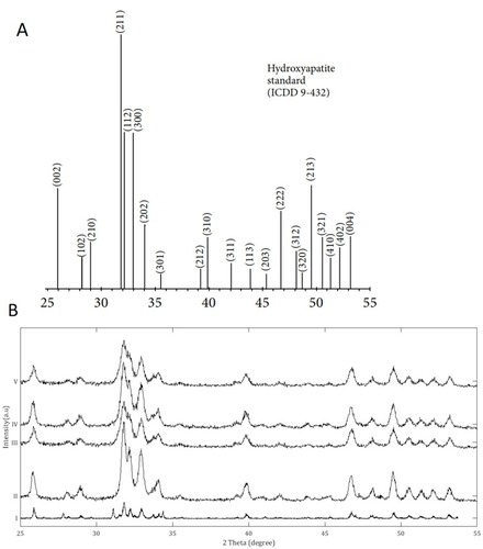 Figure 2 X-Ray Diffraction analysis of the nanocomposite powders dried from the stock dispersions prepared for transmission electron microscopy. (A) XRD peaks data for a HA certified reference material from the ICDD no. 9–432Citation;50 (B) XRD analysis of the powders: i) Pure HA control; ii) p-MWCNTs-PVA; iii) f-MWCNTs-PVA; iv) p-MWCNTs-HTAB; v) f-MWCNTs-HTAB. The peaks observed in the powders correspond to the reference HA sample from the ICDD. The spectra lines are from triplicate measurement on two batches.