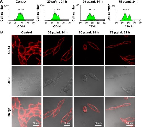 Figure 1 Qualitative and quantitative analysis of the expression of CD44 proteins in B16-F10 cells before and after treatment with DTIC.Notes: (A) Flow cytometric quantitative analysis of the expression of CD44 in B16-F10 cells without DTIC treatment and in cells treated with 25, 50, and 75 μg/mL DTIC for 24 hours. (B) Confocal fluorescence images of the CD44 distribution in B16-F10 cells treated without DTIC and in cells treated with 25, 50, and 75 μg/mL DTIC for 24 hours.Abbreviation: DTIC, dacarbazine.