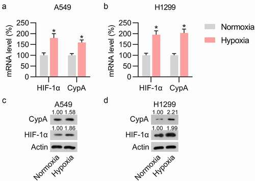 Figure 2. Hypoxia treatment induced cypA expression in pulmonary carcinoma cell lines. H1299 and A549 cell lines were cultured under hypoxic or normoxic conditions. (A, B) RT-qPCR revealed upregulated HIF-1α and cypA mRNA levels in H1299 and A549 cells in response to anoxia in comparison with those under normoxia. (C, D) WB showed elevated protein expression levels of cypA and HIF-1α in H1299 and A549 cells in response to anoxia in comparison with those under normoxia. * p <0.05.