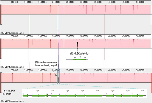 Fig. 1 Comparison of the ST11 CR-hvKP genomes.Major regions of divergence are labeled, including: (1) An 1.5-Kb deletion in the K. pneumoniae 4 genome with two genes encoding hypothetical proteins (indicated with a black arrow); (2) disruption of the mgrB gene by insertion sequence (ISKpn18) in the K. pneumoniae 5 genome (indicated with a black arrow); (3) A 16.5-Kb region of the K. pneumoniae 5 genome (indicated by a blue rectangle) is absent in the other two ST11 K. pneumoniae genomes. Predicted genes within this region are indicated: (a) peptidase; (b) fatty acid desaturase; (c) phosphate ABC transporter substrate-binding protein; (d) nitrilotriacetate monooxygenase; (e) hypothetical protein; (f) transcriptional regulator TdcA; (g) bifunctional threonine ammonia-lyase/L-serine ammonia-lyase TdcB; (h) threonine/serine transporter TdcC; (i) propionate kinase; (j) formate C-acetyltransferase; (k) branched-chain amino acid ABC transporter substrate-binding protein; (l) branched-chain amino acid ABC transporter permease, LivH; (m) branched-chain amino acid ABC transporter permease, LivM; (n) ABC transporter ATP-binding protein, LivG; (o) ABC transporter ATP-binding protein, LivF