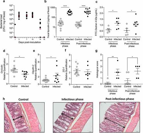 Figure 1. Transient C. rodentium infection induces persistent perturbations in mice.