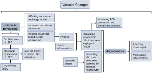 Figure 3. Vascular changes in the liver microenvironment.