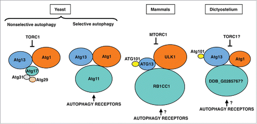 Figure 4. The Atg1/ULK1 complex in yeast, mammalian cells and D. discoideum. Proteins are colored according to their conservation, and protein size is proportional to the molecular weight. The inhibition of the Atg1/ULK1 kinase activity by TORC1, and its activation through binding of the autophagy receptors to the Atg11 subunit, are indicated.