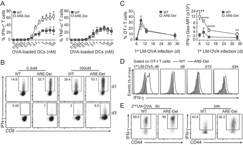 Figure 1. Germ-line deletion of AREs within the Ifng 3ʹUTR induces superior IFN-γ production. (A) Naive CD44lowCD62Lhi WT and ARE-Del OT-I T cells were co-cultured for 24 h with OVA257-264 peptide-loaded bone marrow derived dendritic cells (DCs) as indicated. For the last 3 h, 1 μg/ml brefeldin A (BrfA) was added prior to analysis of IFN-γ (left) and TNF-α (right) production by intracellular cytokine staining. Graphs display percentage of cytokine producing T cells. (B) Representative dot plots of IFN-γ producing WT and ARE-Del T cells at day 1 (top), and day 3 (bottom) post activation as described in (A). (C) C57BL/6J/Ly5.1 mice received 1 × 10Citation3 naive WT, or ARE-Del OT-I T cells, and were infected the next day with 2 × 104 LM-OVA. The % (left), and the IFN-γ production (right) of transferred OT-I T cells was determined in peripheral blood samples after 3 h incubation with BrfA by flow cytometry. (D) Representative IFN-γ stainings of WT (gray histograms) and ARE-Del (black line) T cells in peripheral blood at indicated time points. (E) Representative dot plots of mice rechallenged with 2 × 105 LM-OVA 35 days post primary infection. 6 h and 24 h post infection, the IFN-γ production of splenic T cells was measured after 3 h incubation with BrfA. [Unpaired student t-test; (A) n = 3 mice per group; *p < 0.05. (C) n = 8 mice per group; **p < 0.005; ****p < 0.0001].