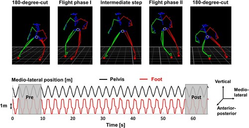 Figure 1. Shuffle and side-cut movement task. The top figure shows images of one shuffle cycle in chronological order from left to right. The black and red dots indicate the analyzed pelvis and foot segments, respectively. The bottom figure shows the medio-lateral pelvis and (right) foot position during a fatiguing shuffle trial of one exemplary participant. The grey transparent boxes indicate the shuffle segments at the beginning (pre) and end (post) of the shuffle trial that were used to investigate the effect of fatigue on movement smoothness.