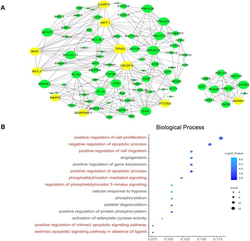 Figure 3 The protein-protein interaction network (A) and the top 15 functional analysis of the 38 crucial targets (B). The candidate targets are shown as yellow hexagons, and the corresponding proteins are represented by green. The node size of these targets corresponds to the degree value.