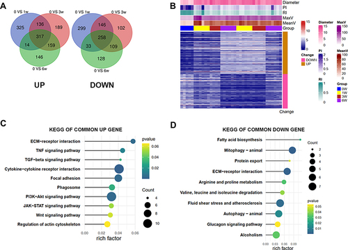 Figure 4 The identifications and the KEGG enrichments of common DEGs during the process of venous hypertension. (A) the common DEGs of up and down-regulated genes; (B) the heatmap of the common deregulated gene; (C) the KEGG enrichment analysis of up and (D) down-regulated common genes. Risk factors-the ratio of the number of genes annotated in a pathway to the number of all genes annotated in this pathway.