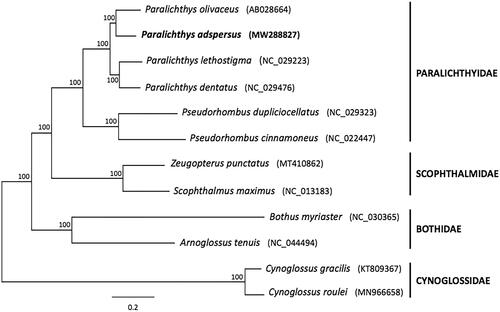 Figure 1. Bayesian phylogenetic tree inferred from 12 concatenated mitochondrial protein-coding genes (ND6 was excluded) of pleuronectiform species. The sequence matrix (10,684 nt) used in the phylogenetic analyses consisted of unambiguously aligned regions of the first, second, and third codon positions (COI and ATPase 8), all other PCGs included only first and second codon positions. The GTR + I+G model was estimated as the best-fit substitution model for genes ATPase6, COII, ND1, ND2, and ND5; HKY + G model for genes ATPase8 and COI; HKY + I+G model for genes COIII, Cytb, and ND4; and GTR + G model for genes ND3 and ND4L. The position of Paralichthys adspersus (whose mitogenome was determined in this study) is shown in bold. Posterior probabilities at correspondent nodes are shown in percentages. GenBank accession numbers for each species are shown in parentheses.