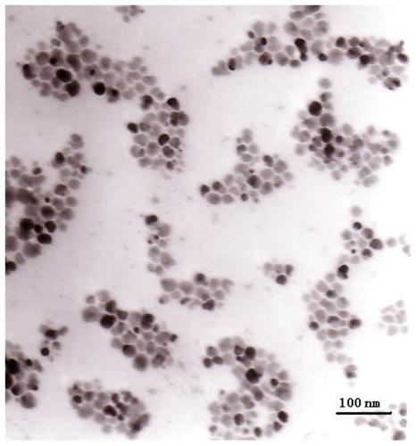 Figure 1 Transmission electron microscopic images of magnetic particles.