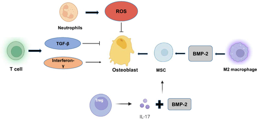 Figure 3 Effect of immune cells on osteoblasts. Interferon-γ can promote bone marrow mesenchymal stem cells to differentiate into osteoblasts, and the activity of TGF-β is negatively correlated with osteoblast differentiation. IL-17A and BMP-2 are secreted by Treg cells and can promote osteoblast differentiation by promoting MSC production. M2 macrophages can produce BMP-2 to promote bone formation. Neutrophils can induce apoptosis in osteoblasts by producing reactive oxygen species (ROS).