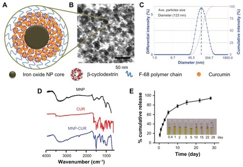 Figure 1 Physicochemical characterization of curcumin-loaded magnetic nanoparticle formulation. (A) Hypothetical schematic representation of curcumin-loaded single magnetic nanoparticle formulation. (B) Transmission electron microscopic image of curcumin-loaded magnetic nanoparticle formulation. Data show an individual particle grain size of ~9 nm. (C) Dynamic light scattering measurement of curcumin-loaded magnetic nanoparticle formulation. Data demonstrates the average nanoparticle aggregative size is 123 nm. Data represents the average of three replicates. (D) Fourier transform infrared spectra of magnetic nanoparticle formulation, curcumin, and curcumin-loaded magnetic nanoparticle formulation. Data was obtained for dry powder samples. (E) In vitro curcumin release from curcumin-loaded magnetic nanoparticle formulation. Inset tubes depict curcumin release at different time points (0.4–28 days). Data represents the mean ± standard error of the mean for three repeats.Abbreviations: CUR, curcumin; MNP, magnetic nanoparticle formulation; MNP-CUR, curcumin-loaded magnetic nanoparticle formulation; NP, nanoparticle.