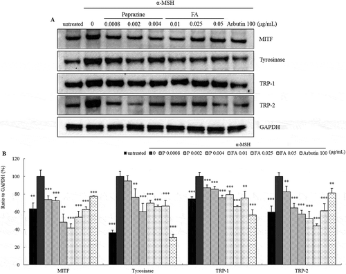 Figure 8. Inhibitory effect of paprazine and FA on the melanogenic proteins. Immunoblot was performed to investigate MITF, tyrosinase, TRP-1 and TRP-2 expression levels in B16 melanoma cells treated with paprazine or FA for 72h (a). Results were normalized to GAPDH expression (b). Total proteins extracted from cells stimulated with α-MSH were considered as 100%. Values are mean ± S.D. of triplicate independent experiments. **: p < 0.01, ***: p < 0.001.