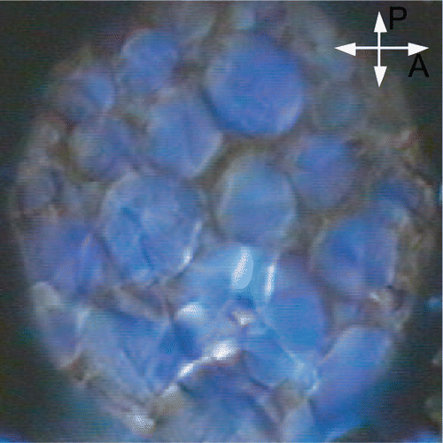 BPSm1 phase observed in transmission by polarizing microscopy. BPSm1 phase is optically isotropic, which shows a cubic symmetry, and the blue colour is due to its optical activity. The sample is 100 microns thick.