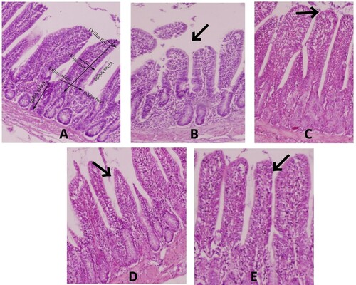 Figure 1. Histological features of Eimeria tenella-infected quails (A) negative, (B) negative control, (C) infected + Amprolium treated, (D) infected + methanolic extract of neem leaves at the rate of 130 mg/l, (E) infected + methanolic extract of neem leaves at the rate of 190 mg/l.