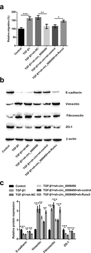 Figure 6. Circ_0008450 silence prevented the migration of keratinized epithelial cell and EMT process via the up-regulation of Runx3. Keratinized epithelial cells transfected with sh-circ_0008450 (sh-circ_0008450) or sh-Runx3 (sh-Runx3) or both were applied for the detection of migration and EMT process. (a) Relative migratory rate was assessed by migration assay. * p < 0.05, ** p < 0.01 or *** p < 0.001. (b-c) EMT marker E-cadherin, Vimentin, Fibronectin, and ZO-1 were assessed by Western blot. ** p < 0.01 or *** p < 0.001