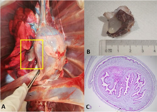 Figure 5. Ectopic localization of Cysticercus tenuicollis metacestode within thoracic cavity. A: metacestode in situ attached to visceral pleura. B: metacestode dissected out from pleura showing invaginated scolex. C: histological section of the scolex showing suckers (protoscolex) and outer membrane by using hematoxylin-eosin staining 400X magnification.