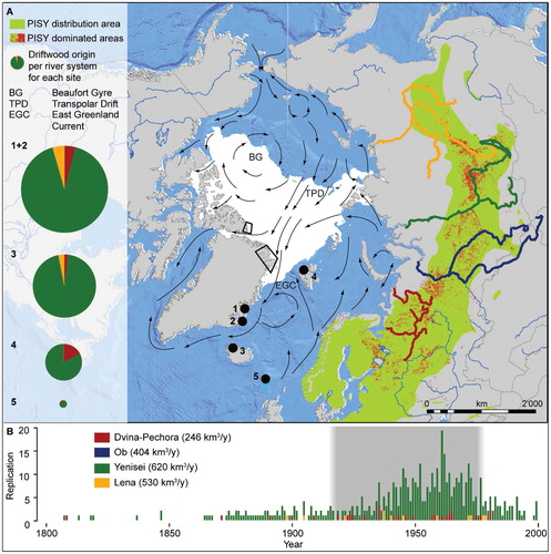 FIGURE 5. (A) Pinus sylvestris distribution area (green) with pine-dominated forests (red) shown only for Russia (CitationBartalev et al., 2004). Large river catchments corresponding to DW source regions are specified by different colors of the rivers. Numbers of dated samples per river are indicated for each sampling site (black dots) by the pie charts, with the size corresponding to the total number of collected samples (1+2, Greenland; 3, Iceland; 4, Svalbard; 5, Faroe Islands). Black boxes locate the sampling sites of Funder et al. (Citation2011). Arrows illustrate the main Arctic Ocean currents (CitationACIA, 2005), and the white area refers to the 2010 summer sea ice extent (MDA Information System, USGS, NASA). (B) Quantity of DW samples per year (last ring) and source area. The gray shading refers to the period of high logging activities in central Siberia, which are associated with poor rafting and log driving techniques and high loss of timber (ca. 1920–1975).