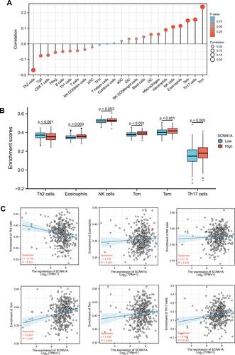 Figure 10 Association of immune cell infiltration and SCNN1A expression in OV patients. (A) Relationships among infiltration levels of 24 immune cell types and SCNN1A expression. (B and C) Box plots and correlation diagrams displaying the difference of Th2 cells, eosinophils, NK cells, Tcm, Tem, Th17 cells infiltration level between SCNN1A-high and -low cohorts.