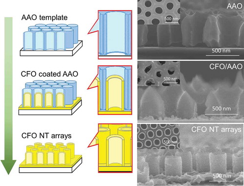 Figure 1. Schematic of the fabrication process for CFO nanotube arrays on a SiO2 substrate. The corresponding SEM images are shown to the right. From top to bottom: AAO template on a SiO2 substrate; CFO coated AAO on SiO2; CFO nanotube arrays on SiO2.