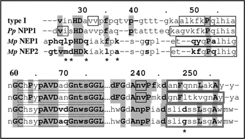 Figure 2 Alignment of type I NLP consensus, PpNPP1, MpNEP1 and MpNEP2. Solid line boxes are β-strands, double line boxes are α-helices. The sequence positions marked with asterisks (*) are possibly related to the differences in oligomeric properties between MpNEP1 and PpNPP1 with MpNEP2.